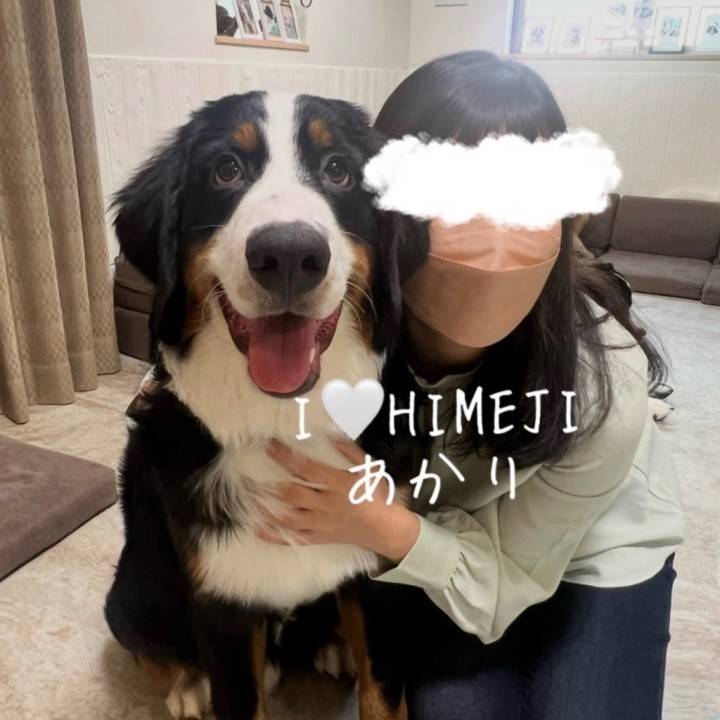 犬派？猫派？