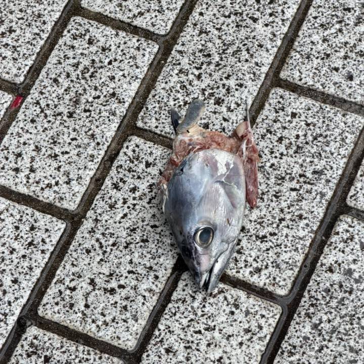 🐟