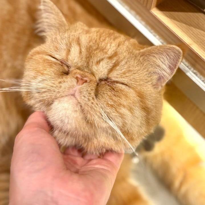にゃ🐾