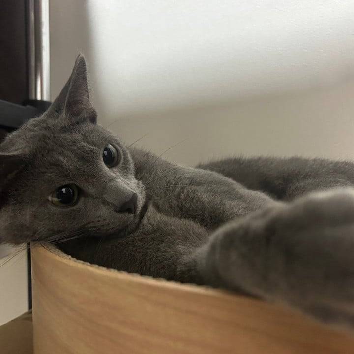 🐱