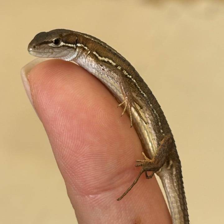 カナヘビ！(爬虫類嫌いな人ごめん🥹)