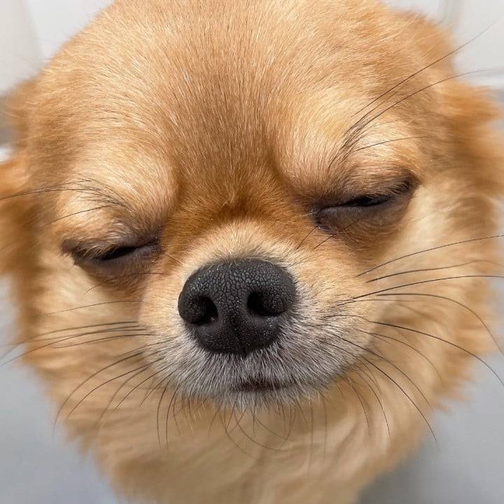 本日