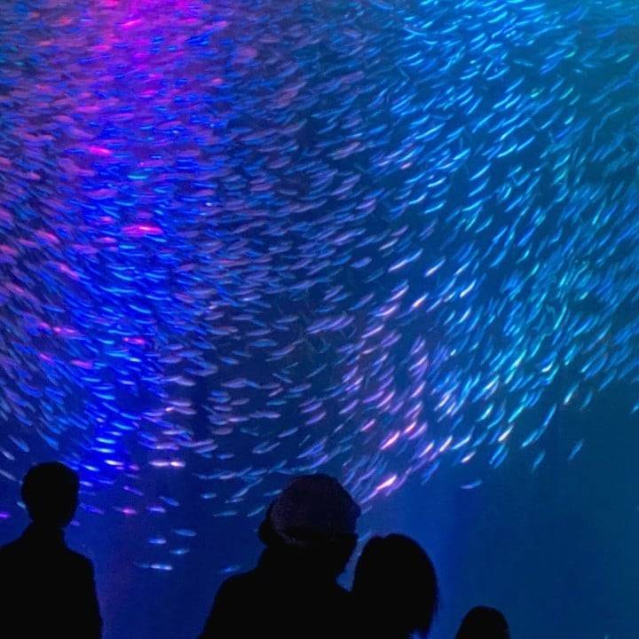 🫧🐟