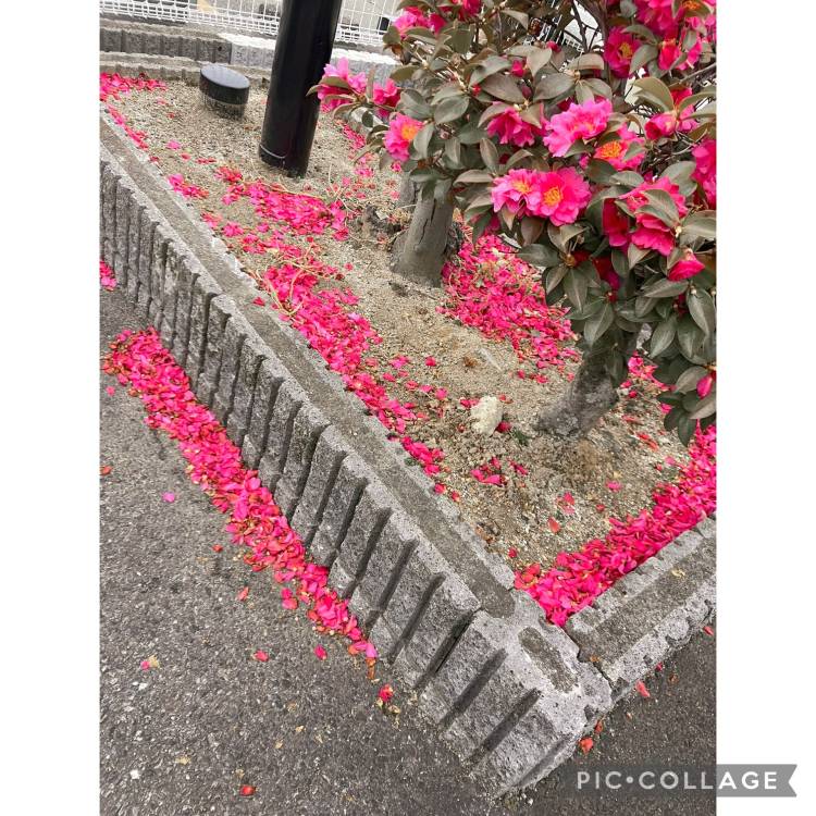 椿