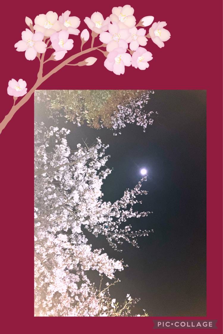 桜と月