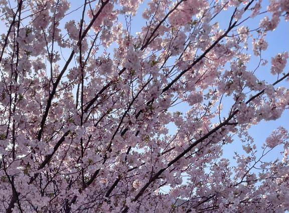 🌸