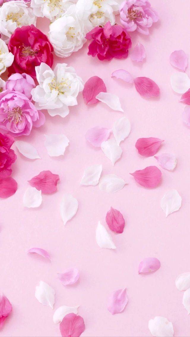 🍑お知らせ🍑