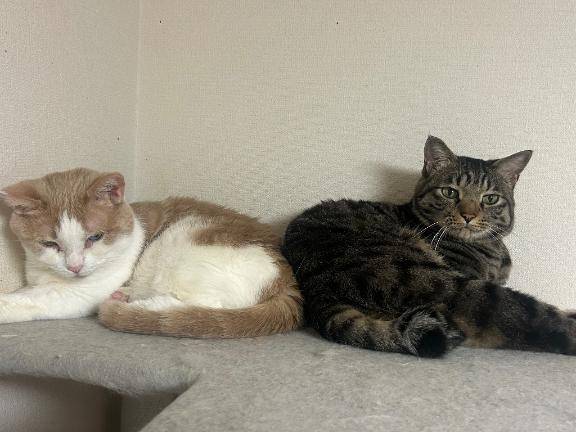 猫禁生活2daysの試練…(  ´?`)