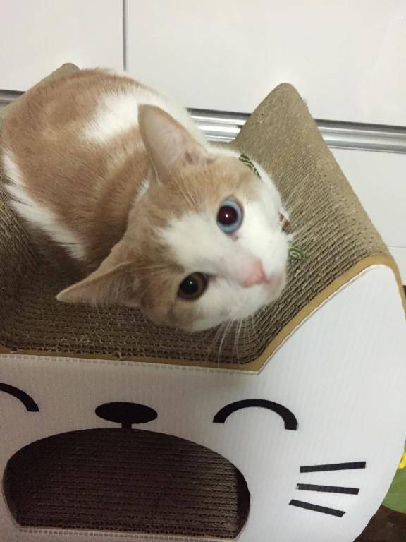 しごおわ特急、にゃんこ行き??