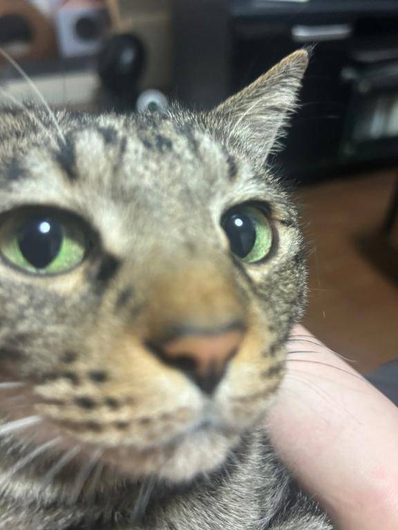 本日も猫バッテリー100％で頑張ります??