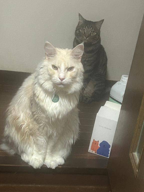 にゃんパワー充電120％?放電中