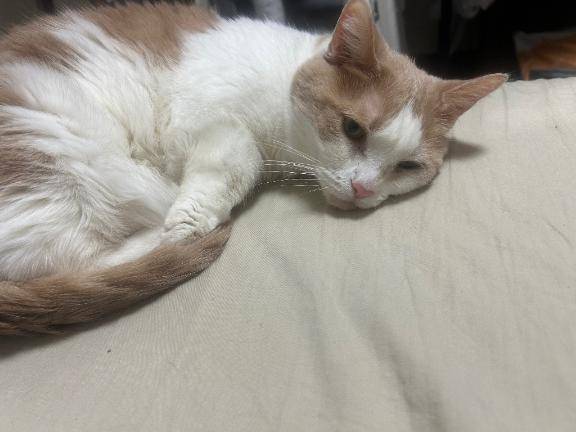 ??【事件簿：長男猫、禁断の飯に手を出すの巻】??