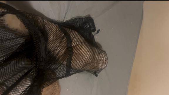 捕獲大作戦～にゃんキャッチ編～???