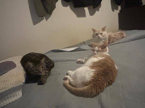 朝のぬくぬく王国?