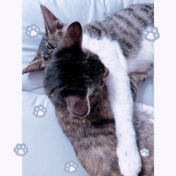 ?猫は生きてるだけで可愛い?