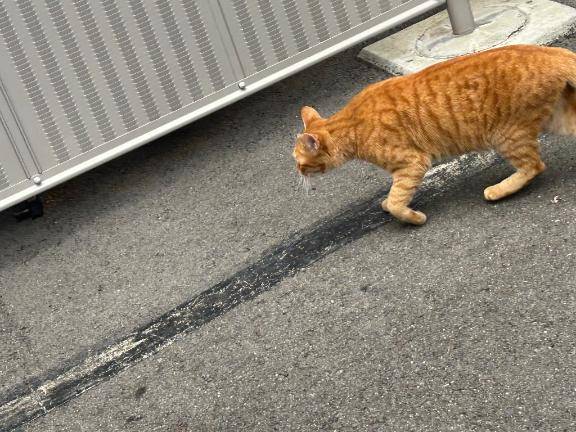 りの(なでし娘)