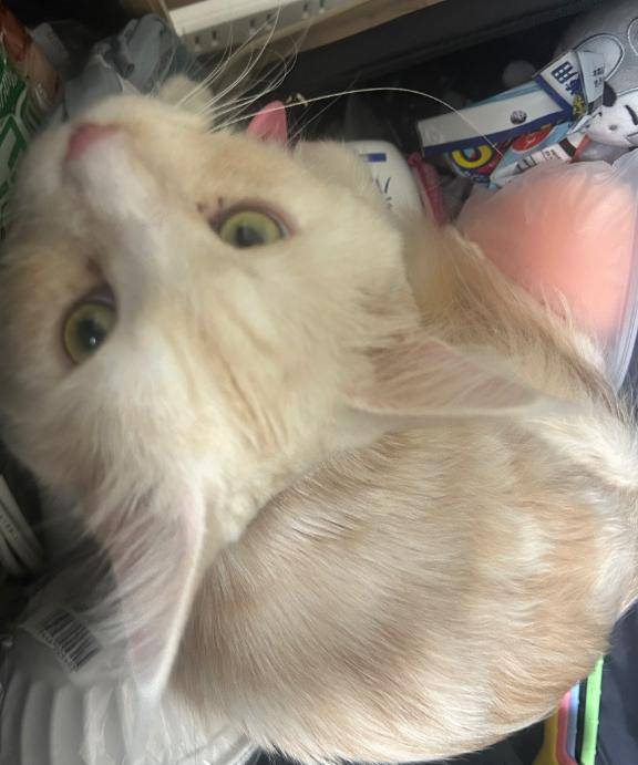 末っ子、逃走中！～お薬からの大脱走～