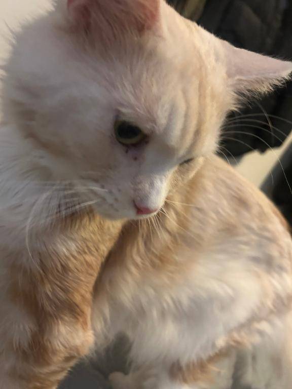 暴れん坊将軍、今日も病院へ