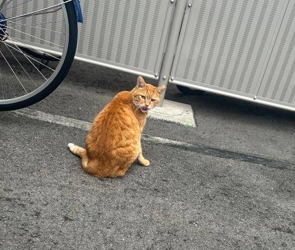 茶トラ様、まさかの再登場！(? ?ω?)??