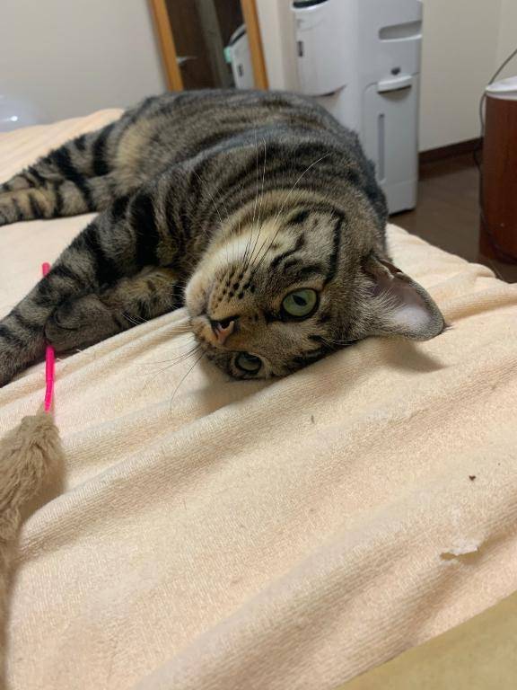 末っ子猫、今日も強い