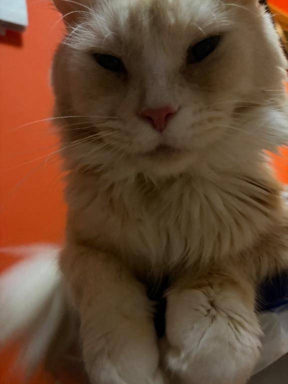 親BAKA注意報、発令中