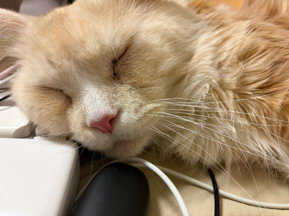 ここで寝たら負けな気がする