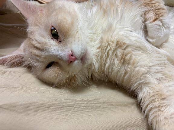 スマホを取ろうとしただけなのに