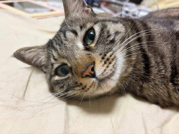 やっと帰宅…そして力尽きる前に