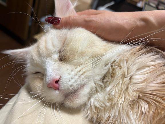 もふもふは正義