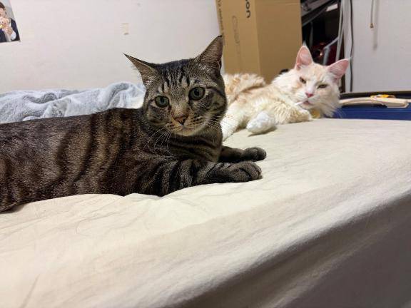 異変。朝なのに猫がいない