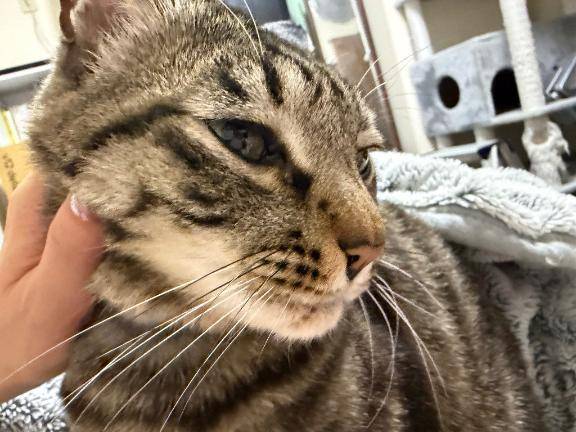 猫界のシフト調整、完璧すぎ問題