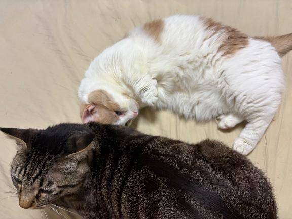 飼い主、完全に空気