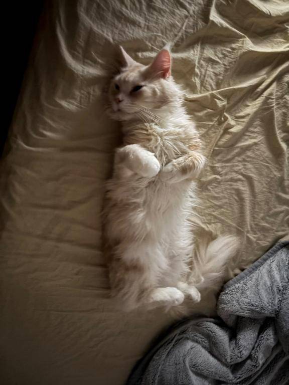 愛ゆえに悪役になった女