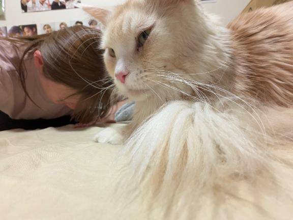 我が家の上下関係