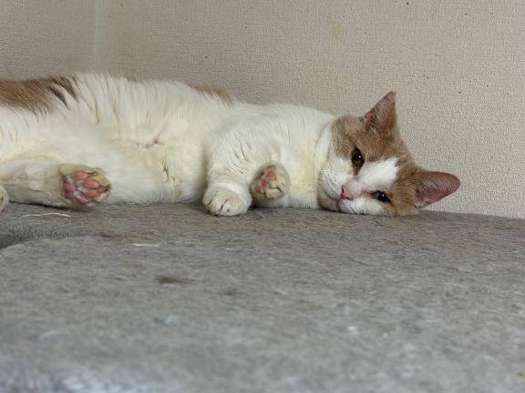 起こし屋さん日記???