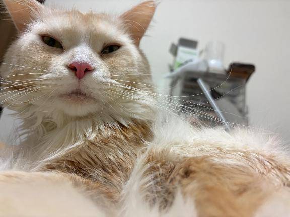 スヌーズ機能、猫により強制終了