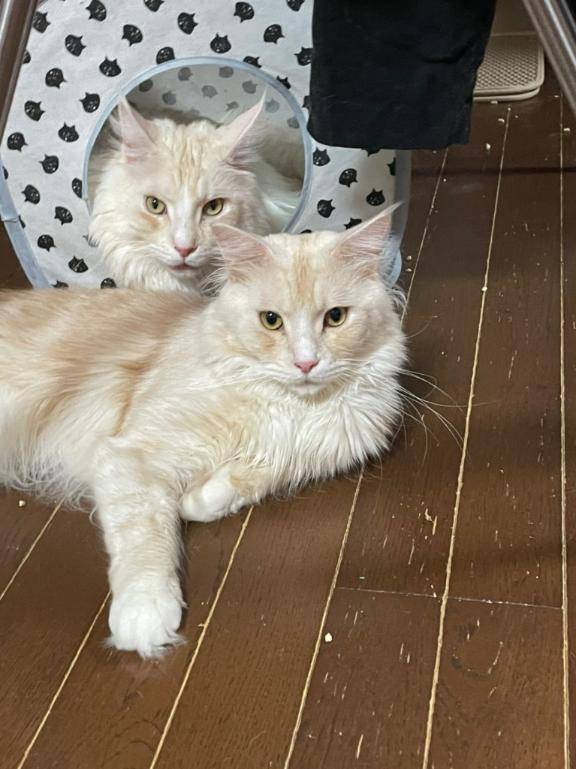 起こし屋さん日記?^?ω?^?