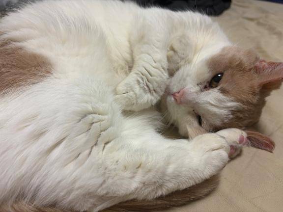 起こし屋さん日記?^?ω?^?