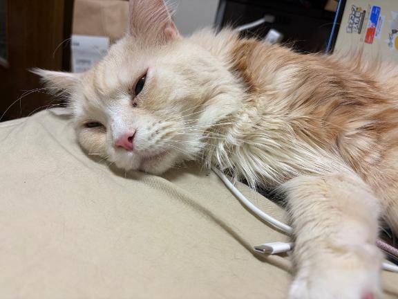 起こし屋さん日記?^?ω?^?