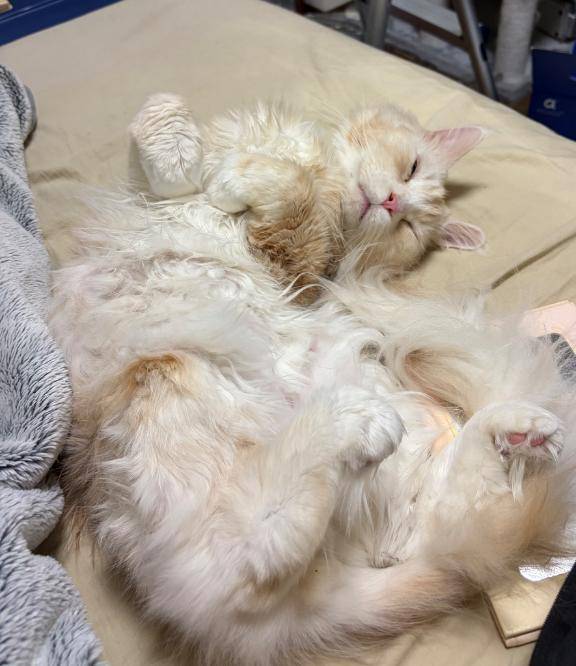 起こし屋？さん日記?^?ω?^?