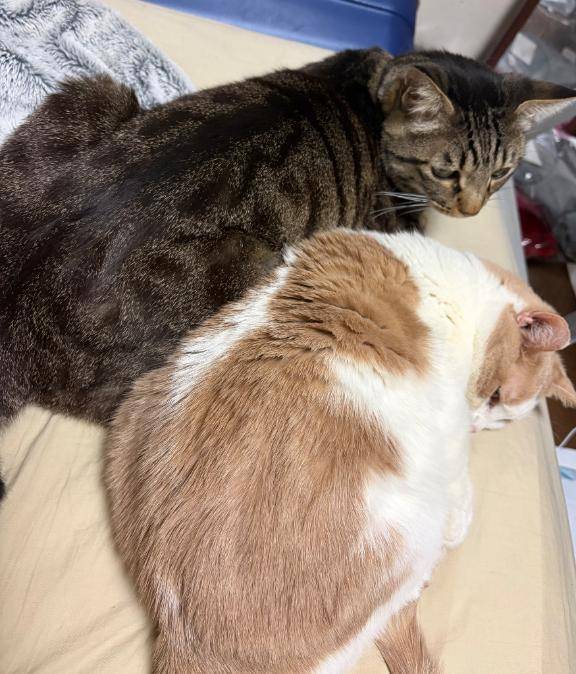 (｡ﾟωﾟ)ﾉぐっない