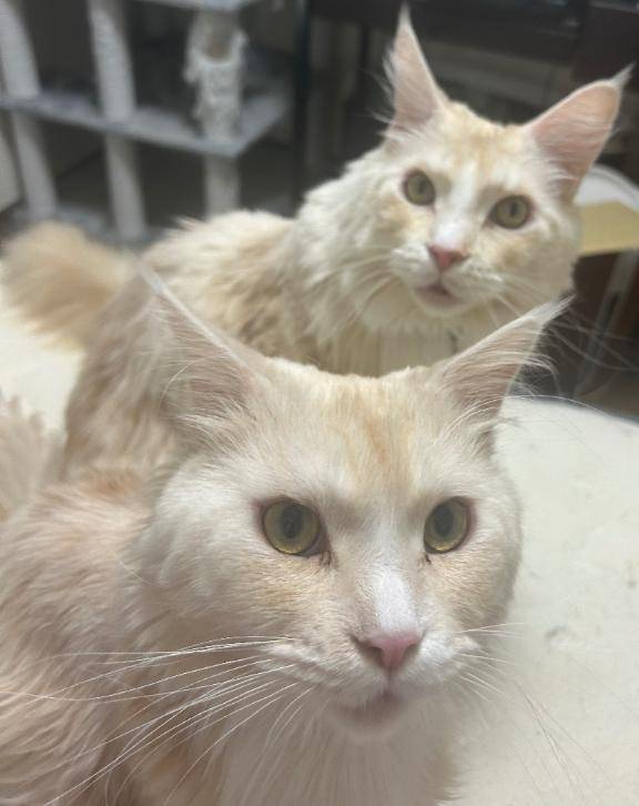 猫トーク、開幕5秒で世界平和?