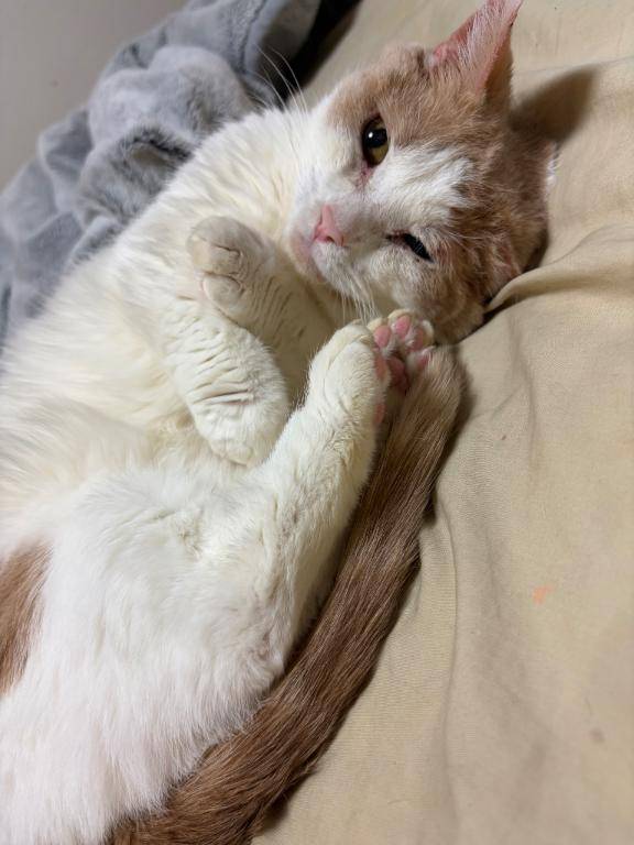 起こす気ゼロのプロ起こし屋、現る