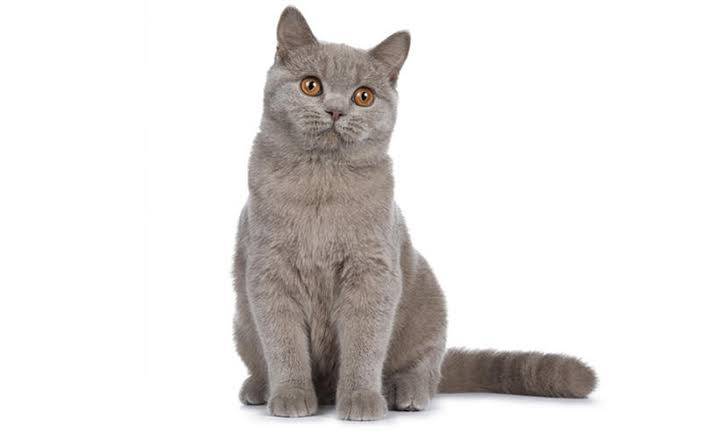 ｡ﾟ( ﾟωﾟ)ﾟ｡