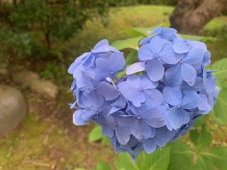 ハートの紫陽花