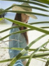 麻衣