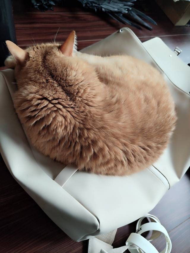 ねこ
