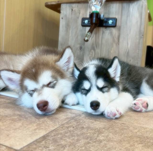 ギャップ萌🥸💎