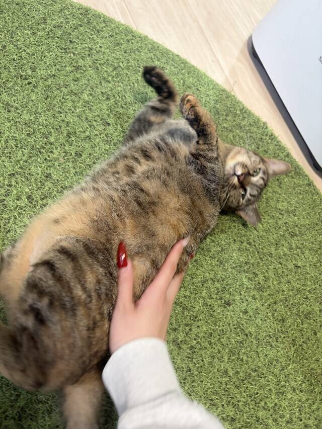 だれか、ころしてくれ