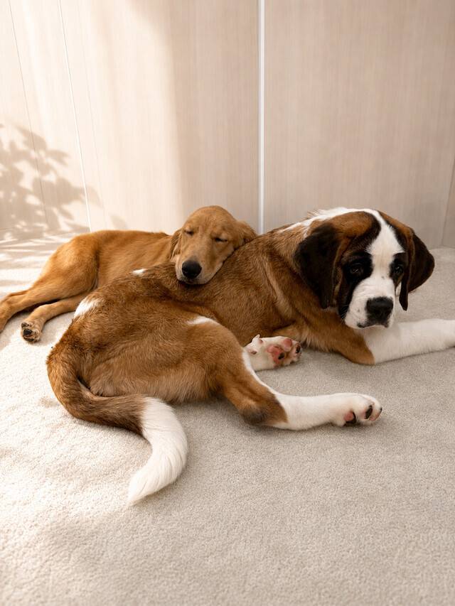 Gm'🐶☀️